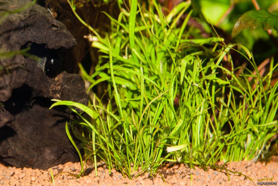 Pogostemon helferi/ Погостемон Хелфера