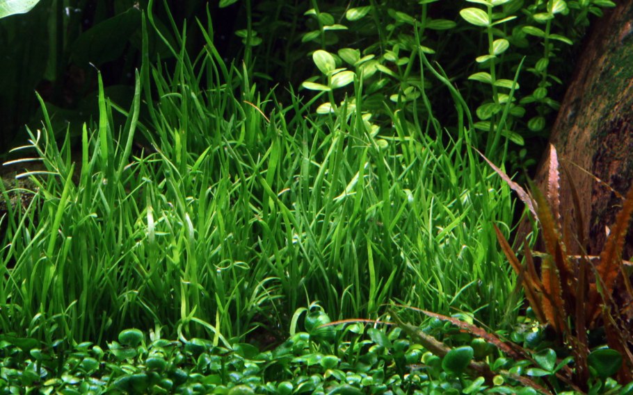 Стаурогин Репенс ползучий