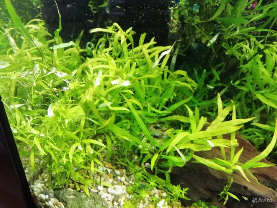 Стаурогин ползучий