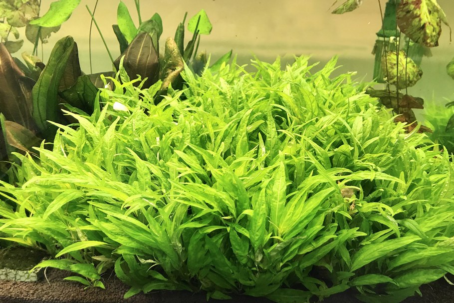 Мурдания кейсак аквариумное