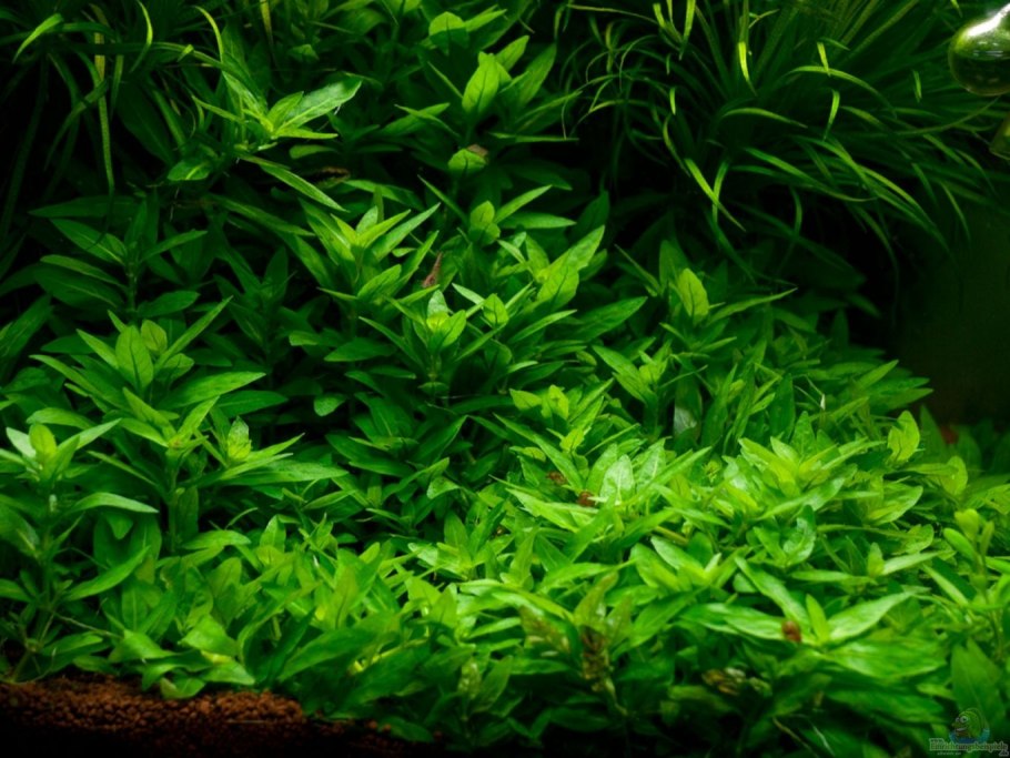 Лилеопсис бразильский