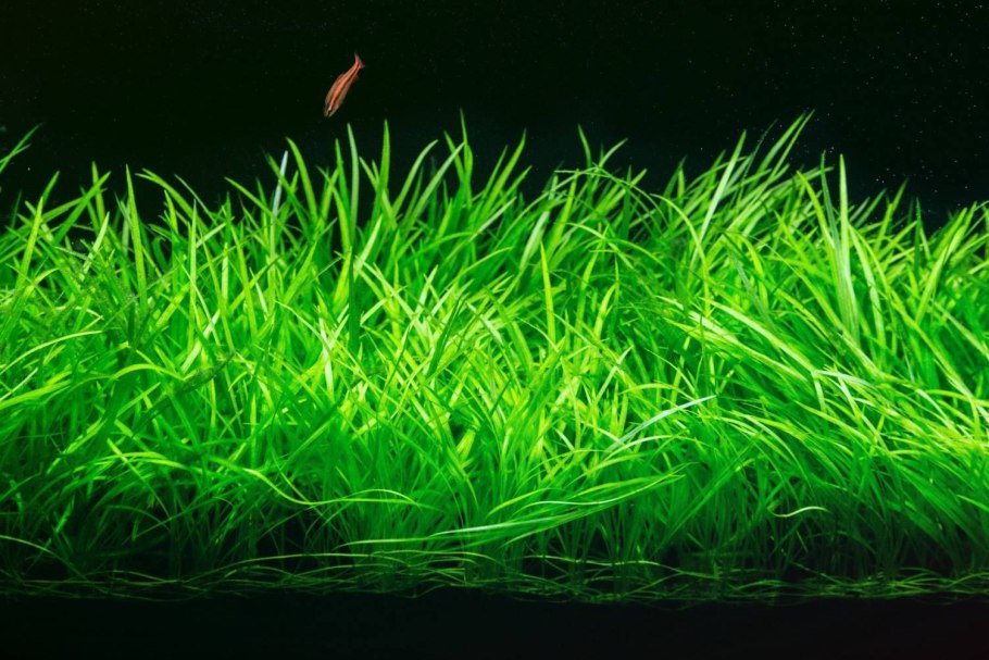 Сагиттария субулата