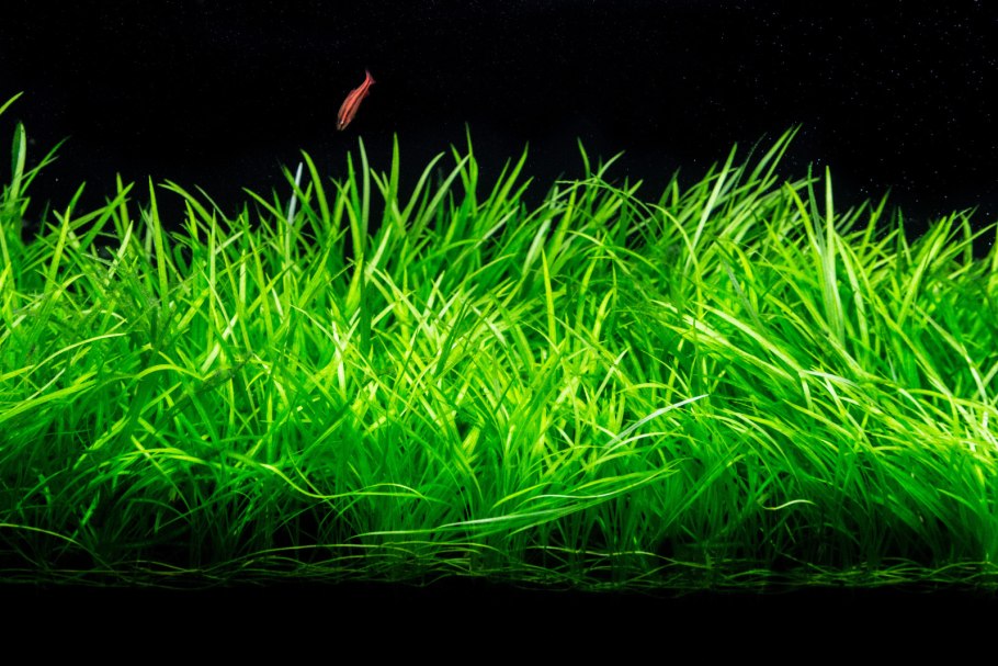 Стаурогин Порто Вельо