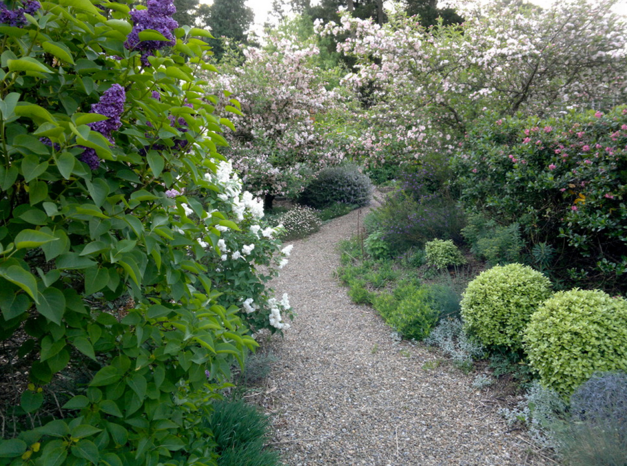 Дерен и сирень