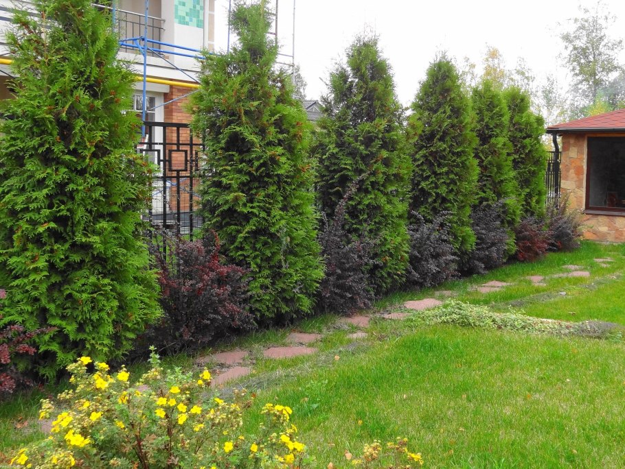 Туя Смарагд изгородь
