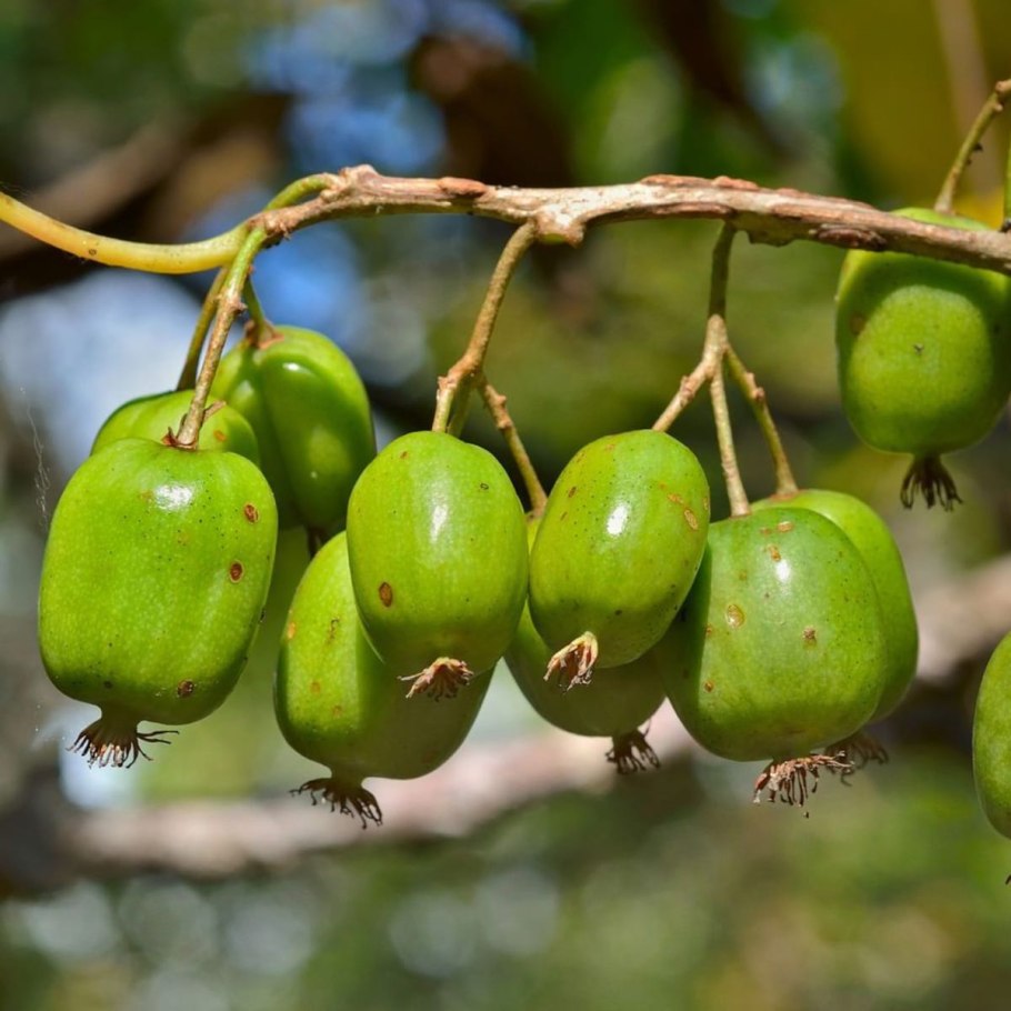 Актинидия аргута Рогув