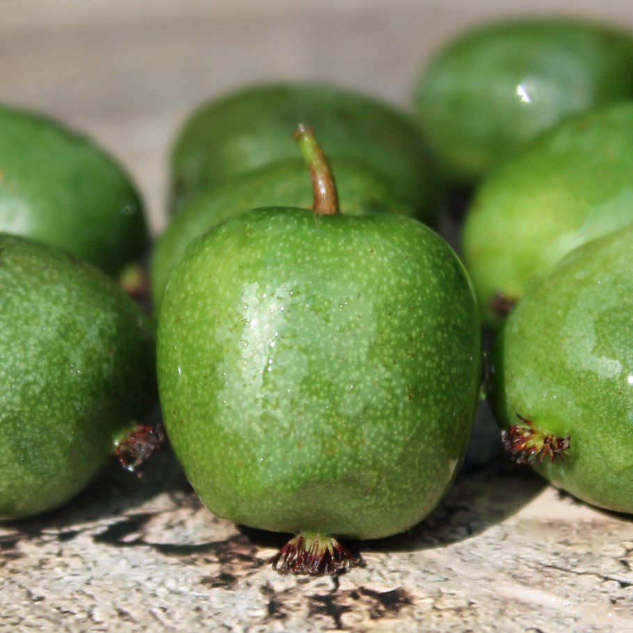 Аргута Изумрудная