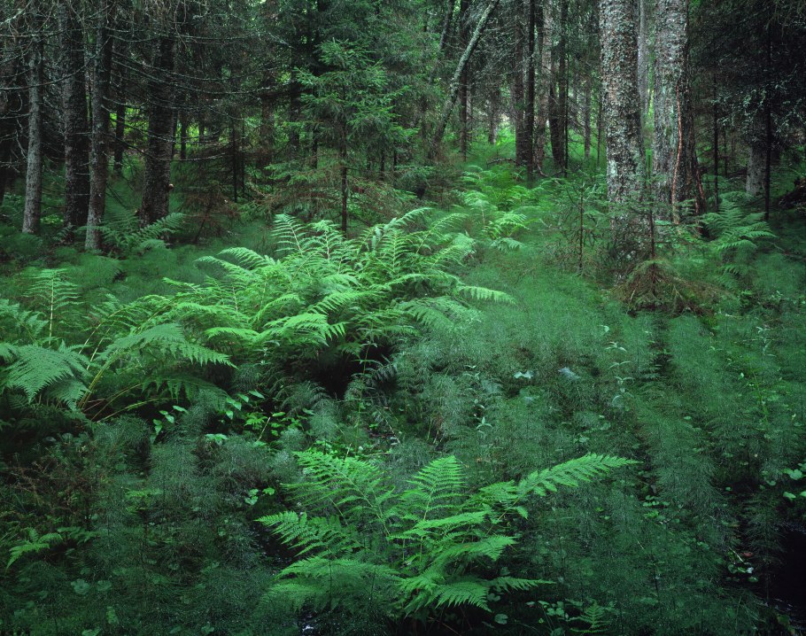 Ельник Папоротниковый
