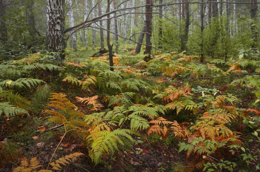 Папоротник Сибирский Бор