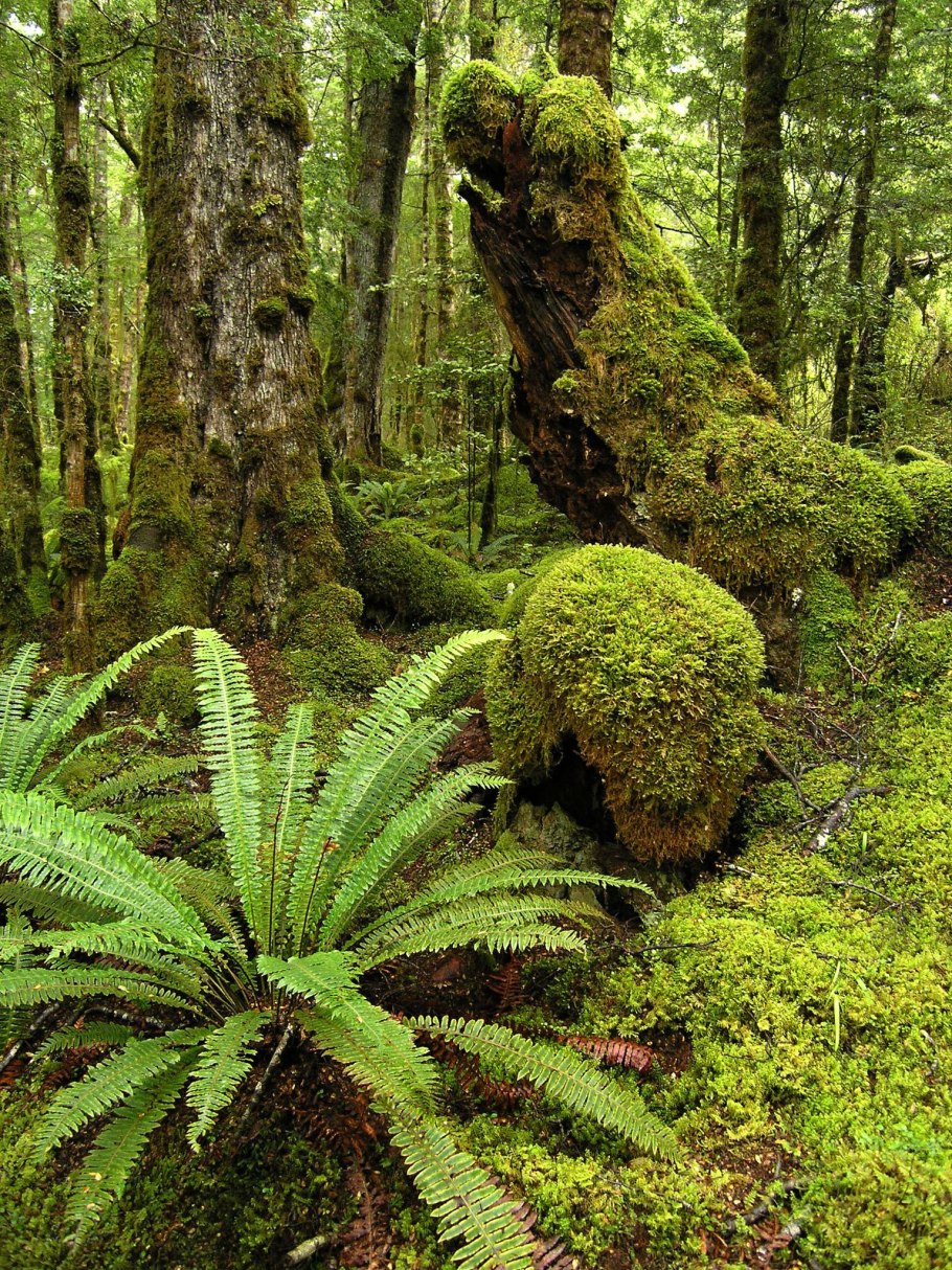 Папоротники в хвойном лесу