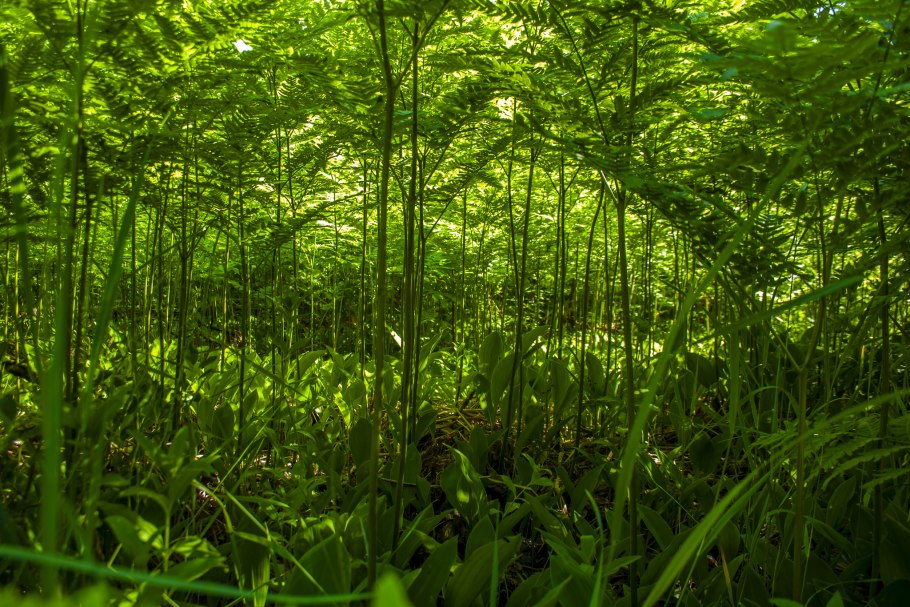 Папоротники Юрского периода