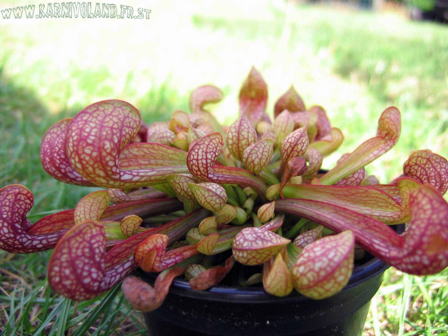 Саррацения пситтацина цветок