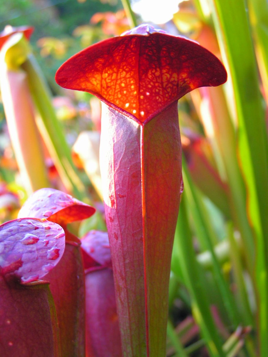 Саррацения purpurea