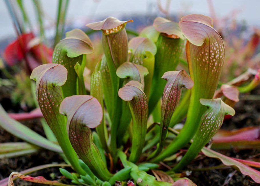 Саррацения (Sarracenia)