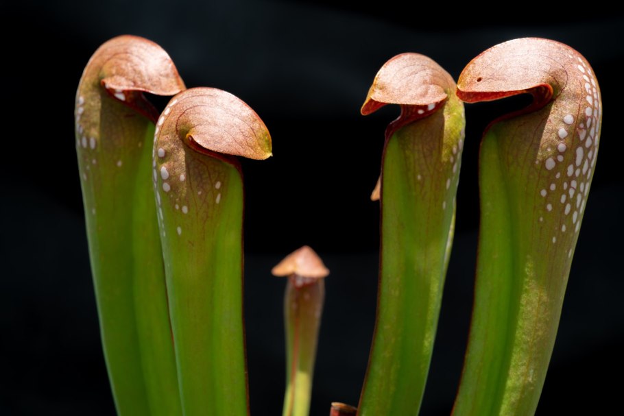 Двуглавая саррацения