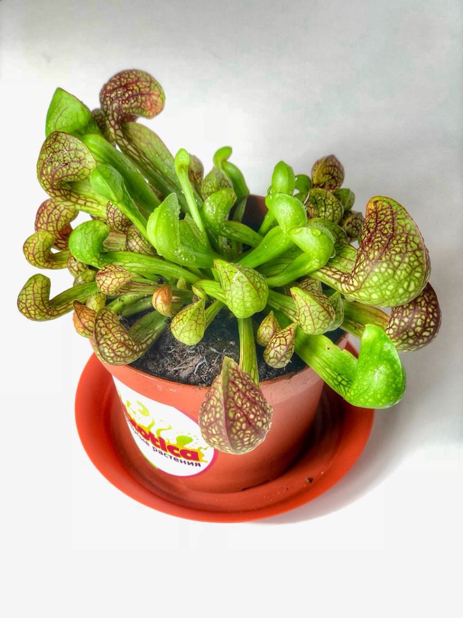Саррацения пситтацина цветок