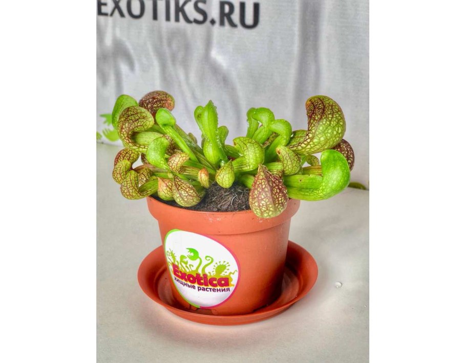 Пситацина саррацении