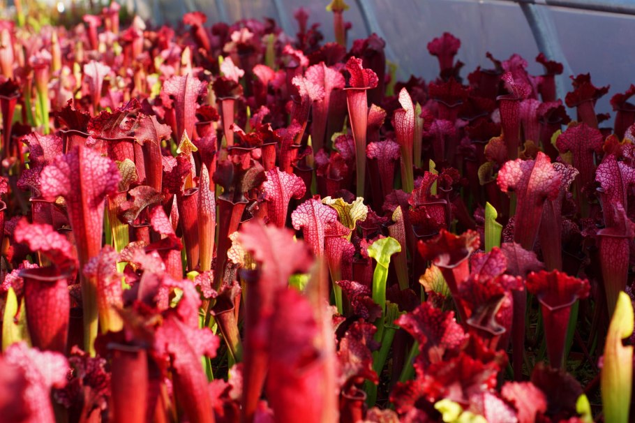 Саррацения (Sarracenia)