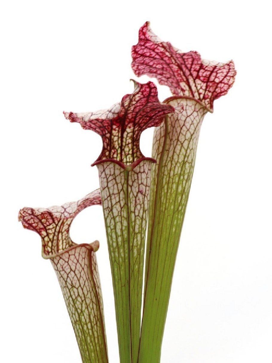 Саррацения Фиона