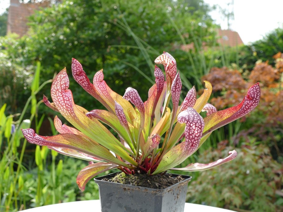 Саррацения New Hybrids