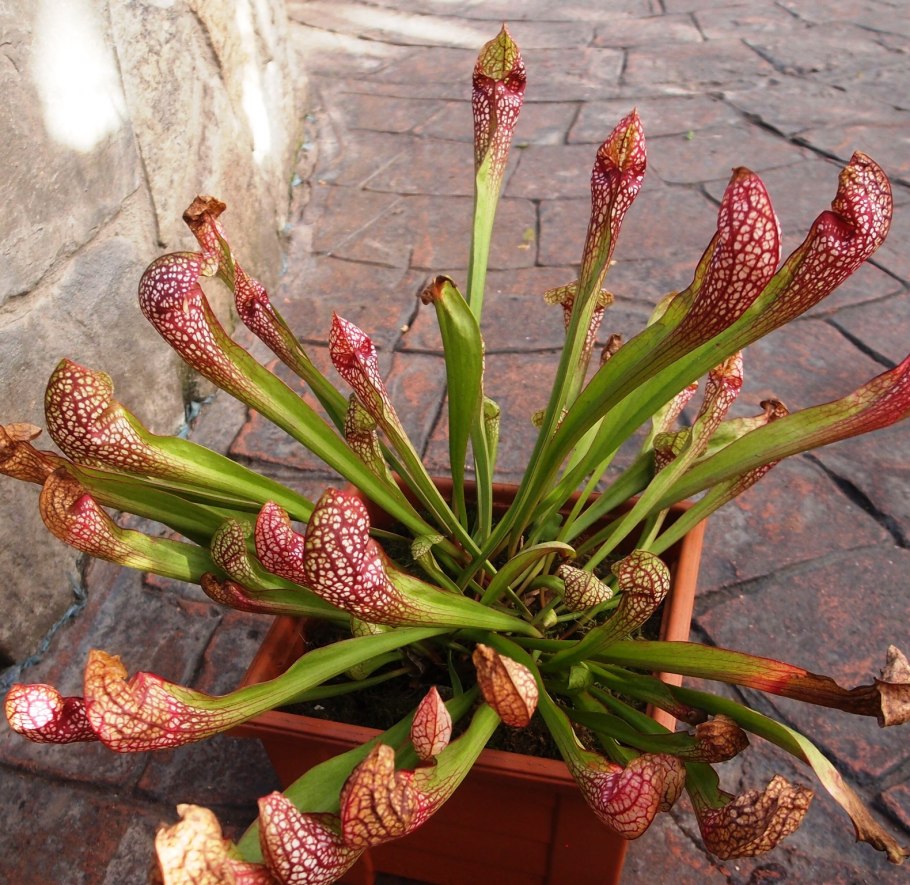 Scarlet Belle саррацения