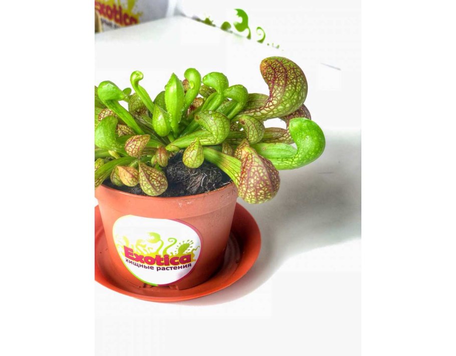 Саррацения Фиона