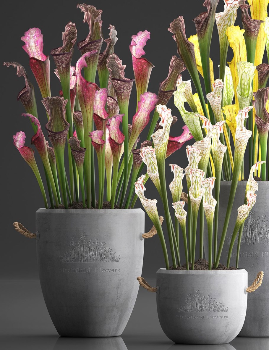 Саррацения Лейкофула красная