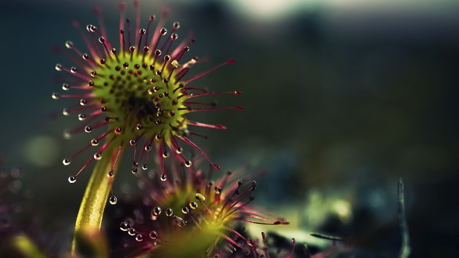 Росянка Капская Drosera capensis
