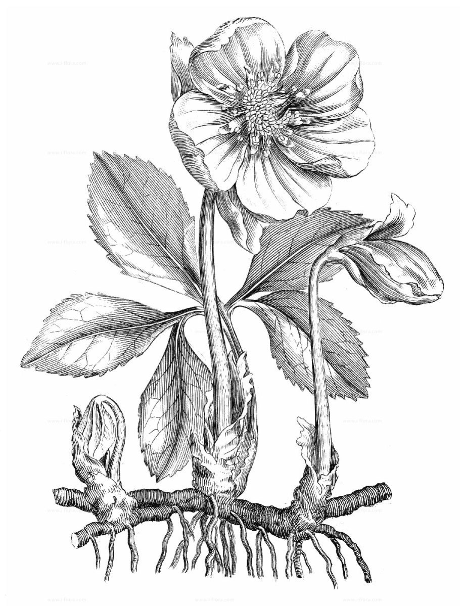 Морозник Ботаническая иллюстрация морозник