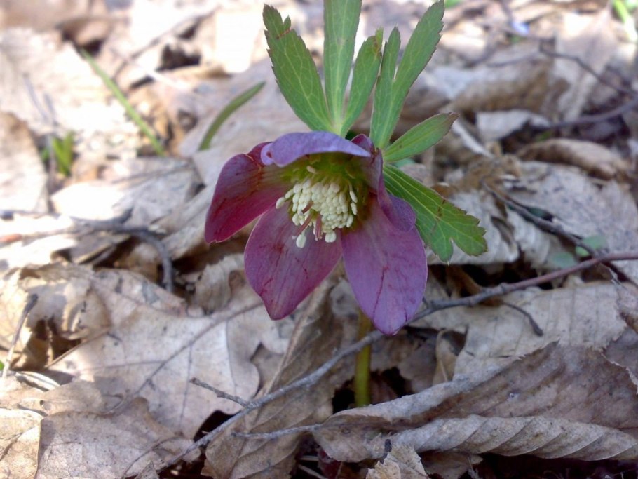 Морозник кавказский (Helleborus caucasicus)