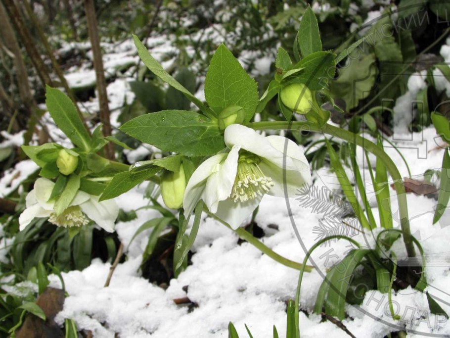 Helleborus caucasicus