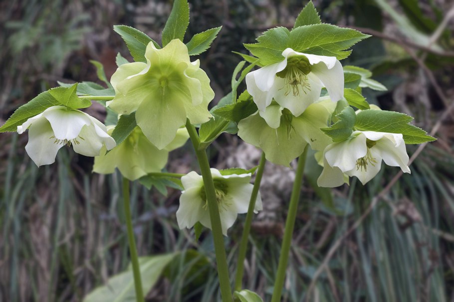 Helleborus caucasicus соцветие