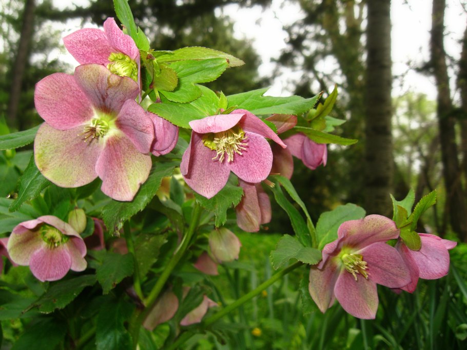 Морозник душистый