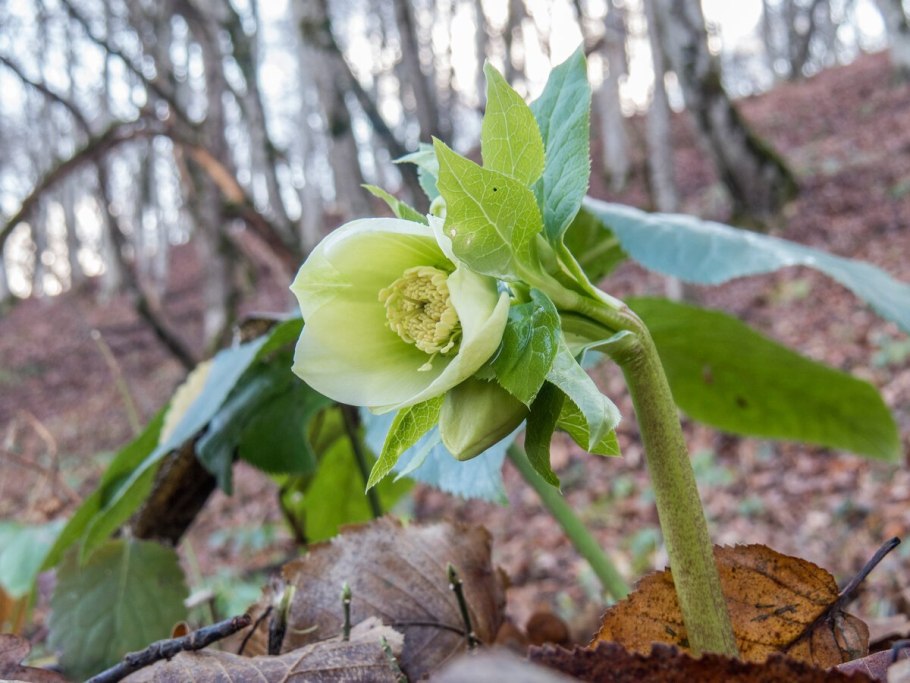 Морозник кавказский цветок