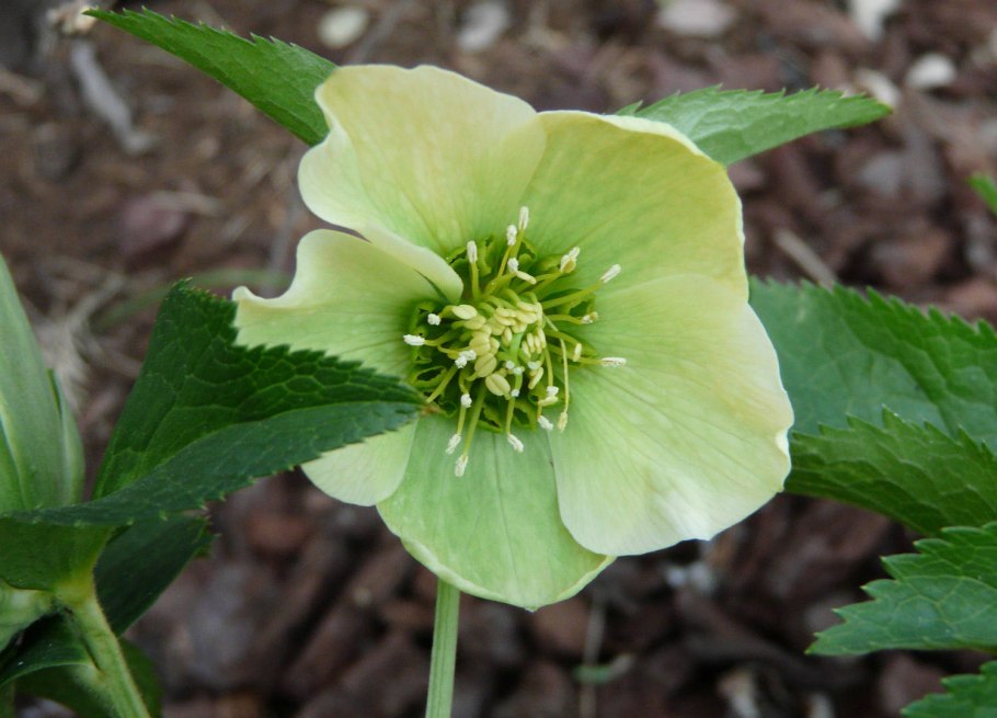 Морозник (Helleborus) Ботаническая иллюстрация