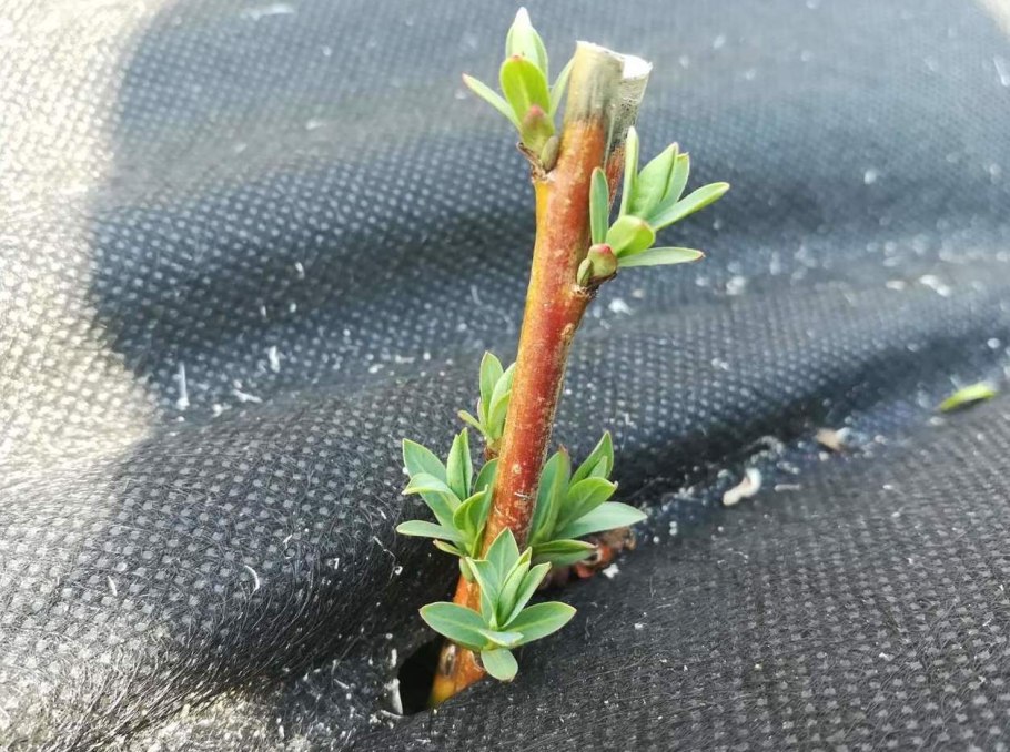 Отводки барбариса