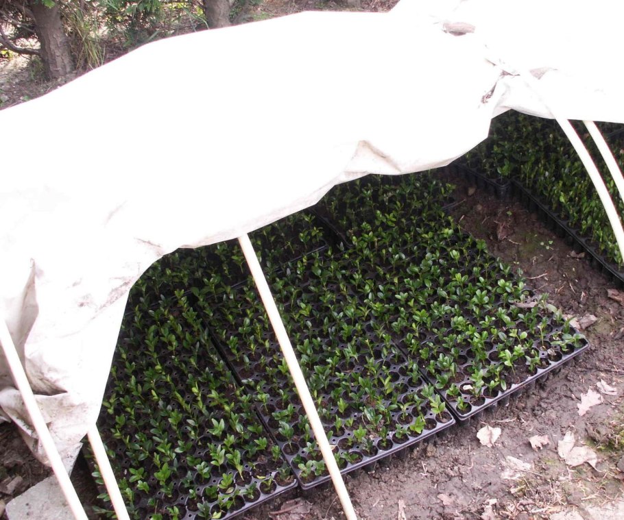 Кизильник размножение черенками