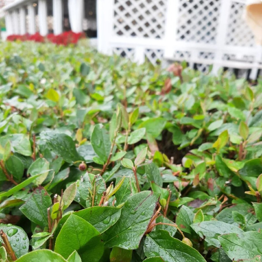 Кизильник пузырчатый