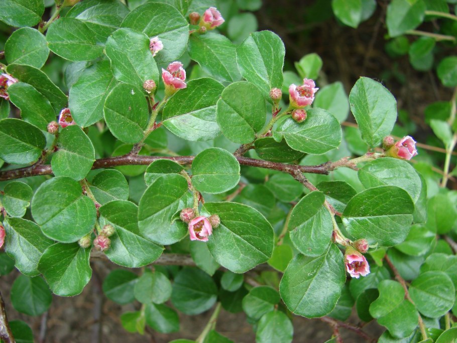 Черенкование можжевельника туи