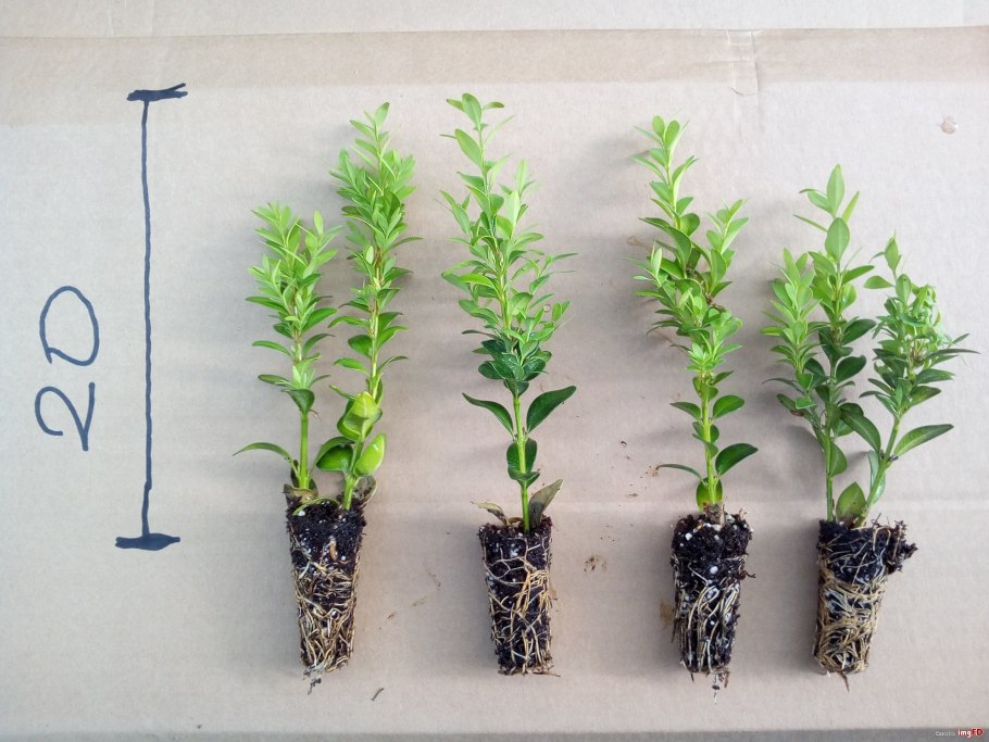 Отводки ирги