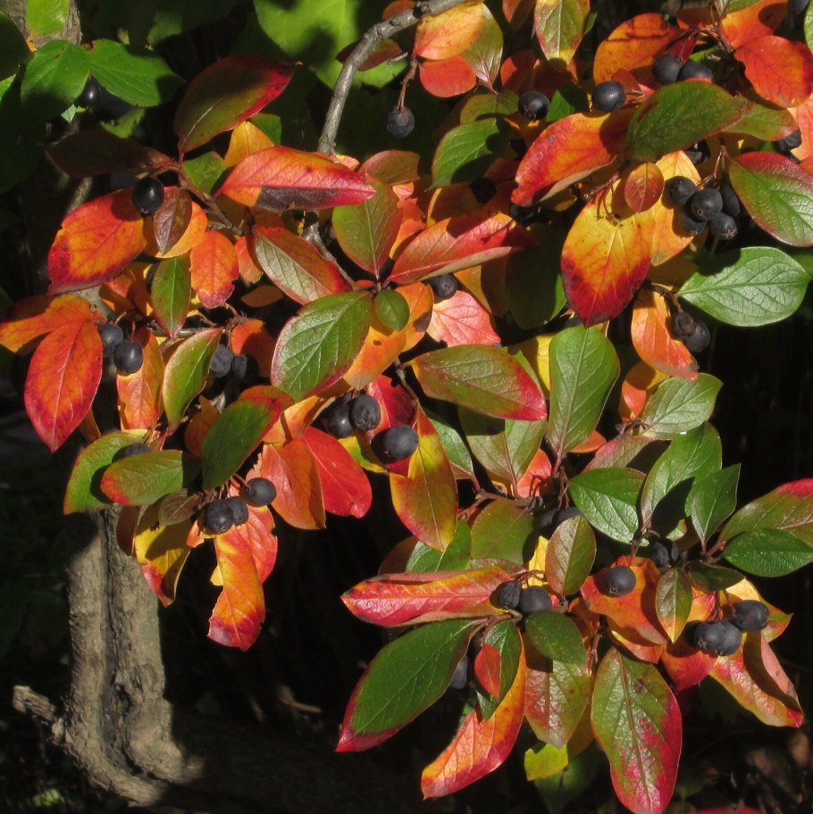 Кизильник блестящий изгородь