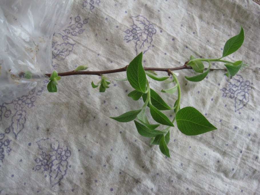 Кизильник бордюрный