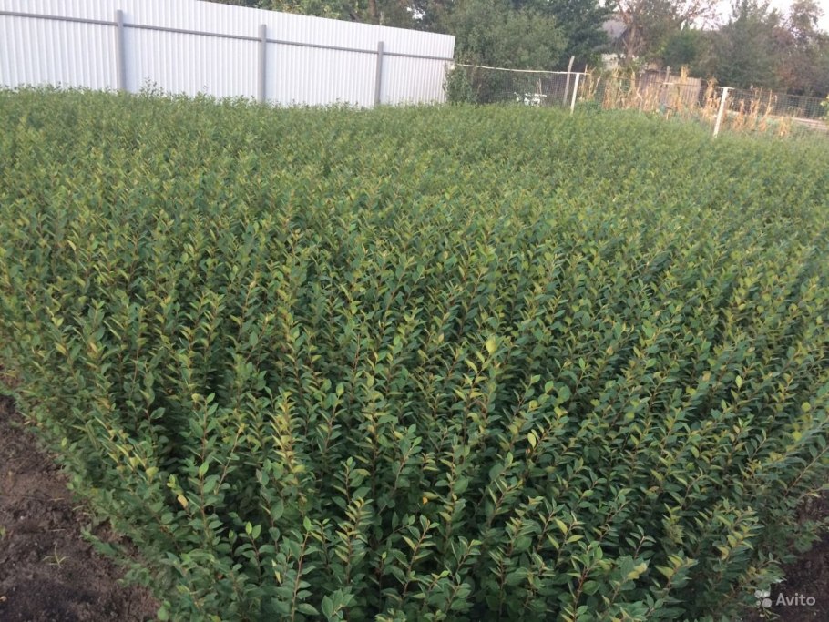 Скарификация семян кизильника