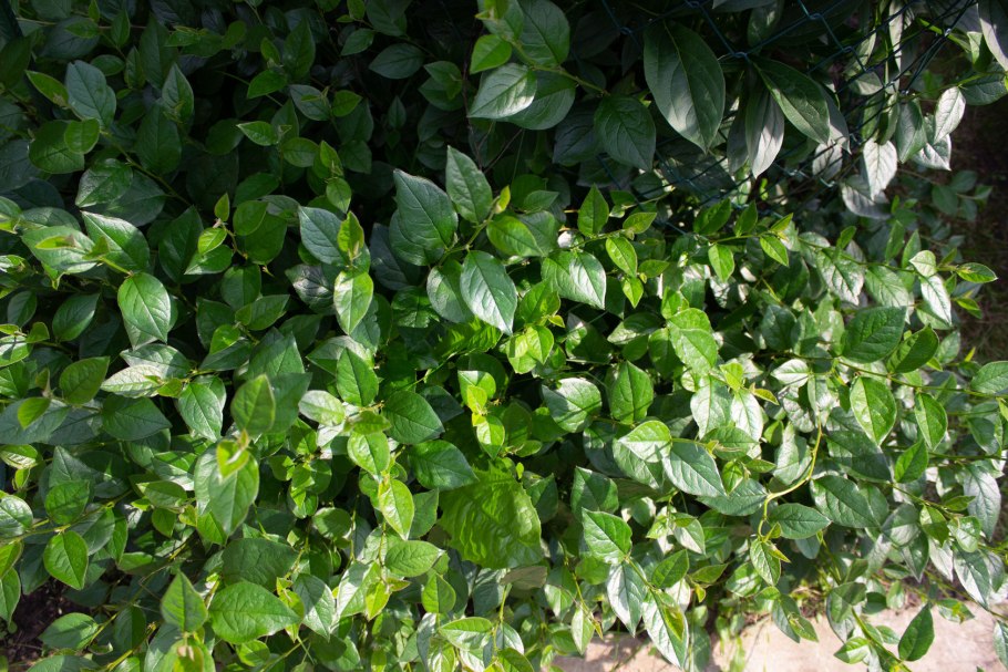 Кизильник блестящий с5