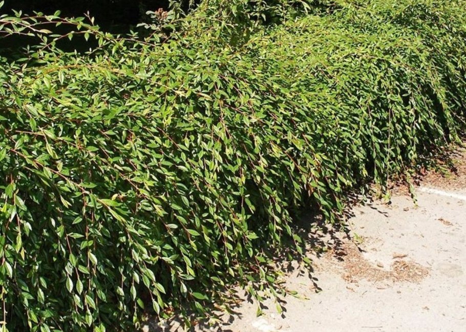 Летнее черенкование пираканты