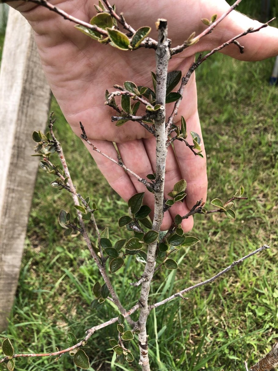 Кизильник блестящий с5