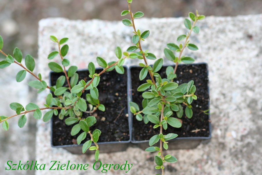 Кизильник черенки