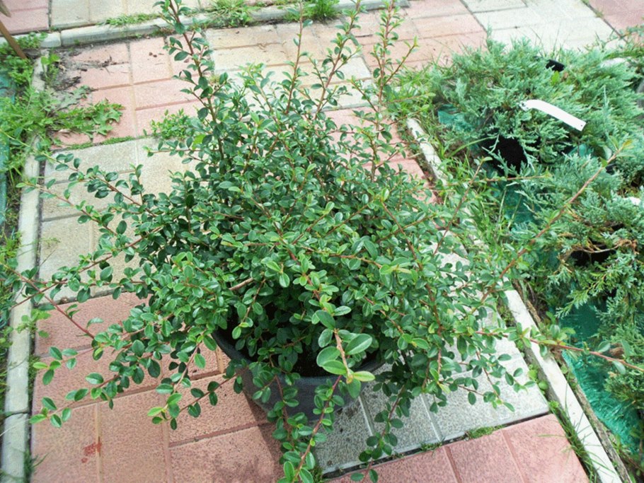 Прополка живой изгороди