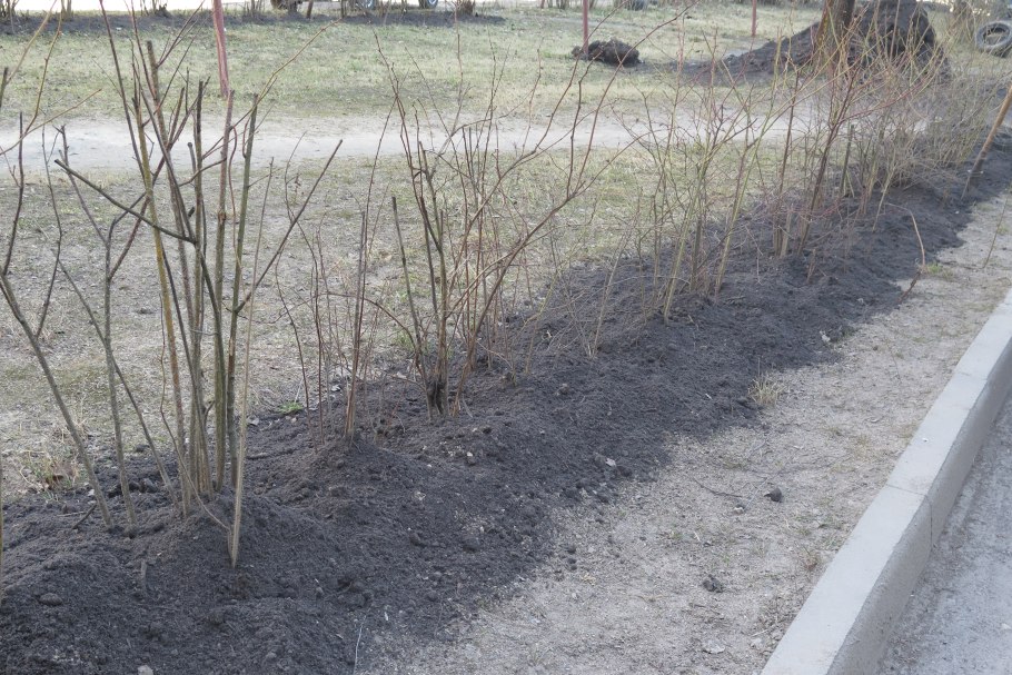 Проявление полярности у черенков ивы: