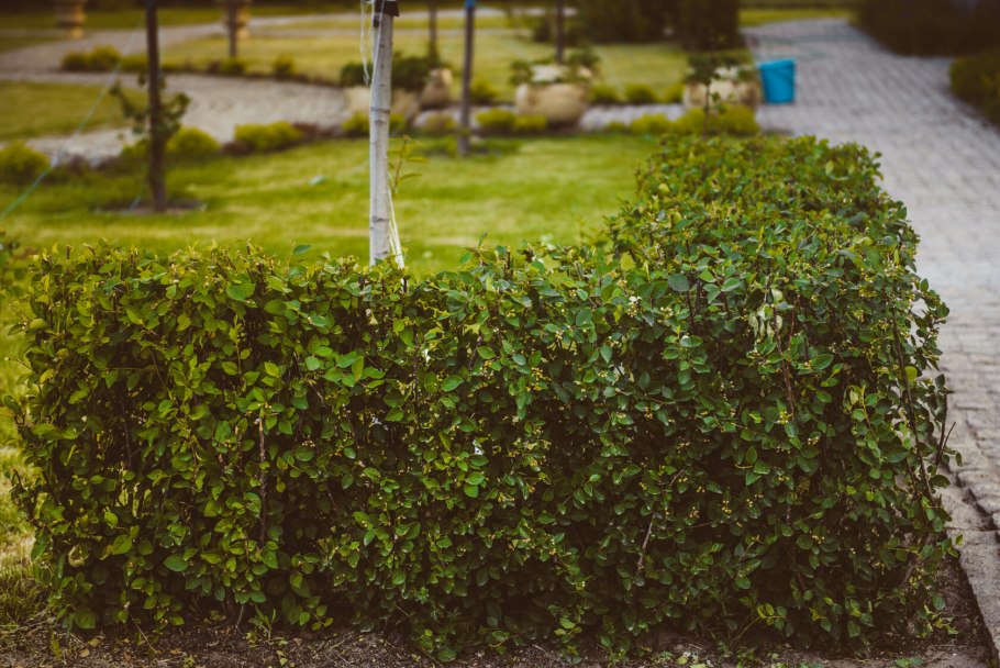 Cotoneaster horizontalis